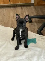 Red collar, a female Frenchton for sale in Johnson, VT – Photo 5 of 7