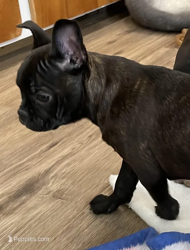 Red collar – Frenchton puppy for sale in Johnson, VT