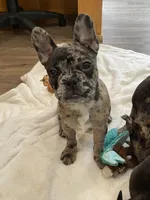 Blue collar, a male Frenchton for sale in Johnson, VT – Photo 7 of 8