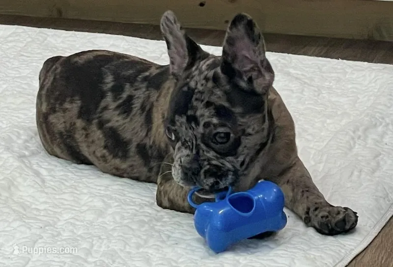 Blue collar – Frenchton puppy for sale in Johnson, VT