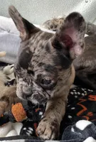 Blue collar, a male Frenchton for sale in Johnson, VT – Photo 3 of 8