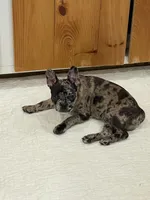 Blue collar, a male Frenchton for sale in Johnson, VT – Photo 8 of 8