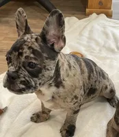 Blue collar, a male Frenchton for sale in Johnson, VT – Photo 5 of 8