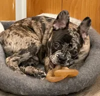 Blue collar, a male Frenchton for sale in Johnson, VT – Photo 4 of 8