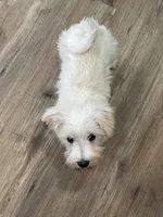 Sandy, a female Miniature Schnauzer for sale in Johnson, VT – Photo 6 of 6