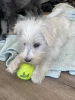 Sandy, a female Miniature Schnauzer for sale in Johnson, VT – Photo 5 of 6