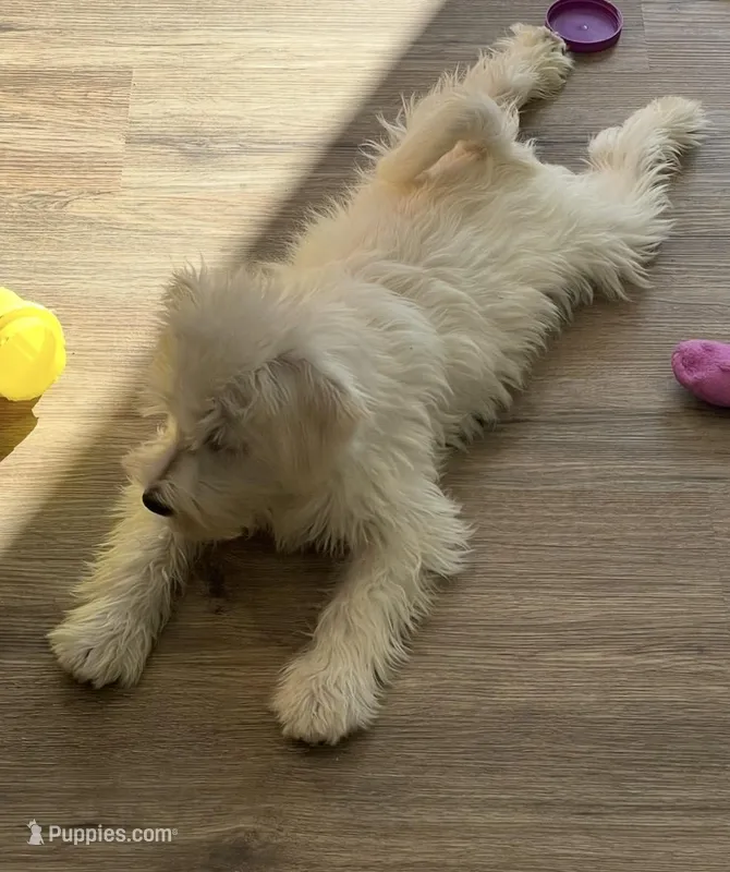 Sandy – Miniature Schnauzer puppy for sale in Johnson, VT