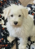 Sandy, a female Miniature Schnauzer for sale in Johnson, VT – Photo 3 of 6