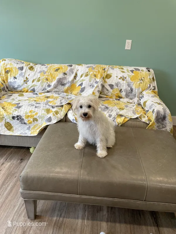 Sandy – Miniature Schnauzer puppy for sale in Johnson, VT