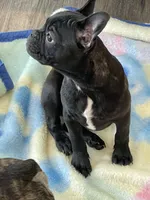 Green collar, a female Frenchton for sale in Johnson, VT – Photo 5 of 8