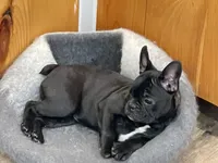 Green collar, a female Frenchton for sale in Johnson, VT – Photo 2 of 8