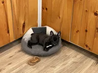 Green collar, a female Frenchton for sale in Johnson, VT – Photo 7 of 8