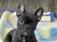 Green collar, a female Frenchton for sale in Johnson, VT – Photo 3 of 8