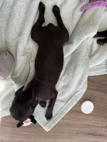 Green collar, a female Frenchton for sale in Johnson, VT – Photo 8 of 8