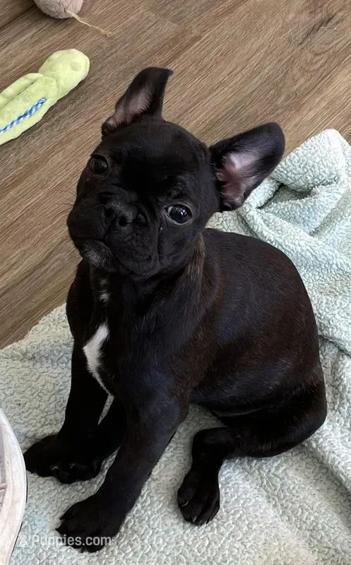 Green collar – Frenchton puppy for sale in Johnson, VT