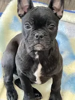 Green collar, a female Frenchton for sale in Johnson, VT – Photo 4 of 8