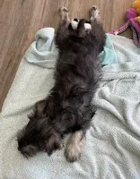 Fritz , a female Miniature Schnauzer for sale in Johnson, VT – Photo 4 of 4