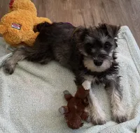 Fritz , a female Miniature Schnauzer for sale in Johnson, VT – Photo 1 of 4