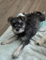 Fritz , a female Miniature Schnauzer for sale in Johnson, VT – Photo 2 of 4