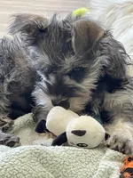 Fritz , a female Miniature Schnauzer for sale in Johnson, VT – Photo 3 of 4