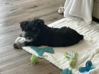 Jasper, a male Miniature Schnauzer for sale in Johnson, VT – Photo 6 of 6