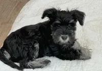 Jasper, a male Miniature Schnauzer for sale in Johnson, VT – Photo 2 of 6