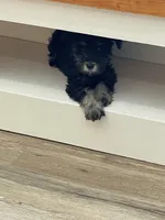 Jasper, a male Miniature Schnauzer for sale in Johnson, VT – Photo 5 of 6