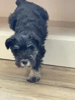 Jasper, a male Miniature Schnauzer for sale in Johnson, VT – Photo 4 of 6