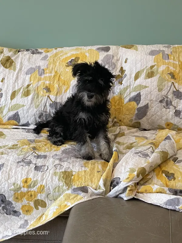 Jasper – Miniature Schnauzer puppy for sale in Johnson, VT