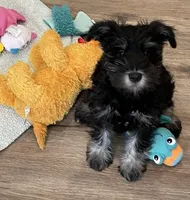 Jasper, a male Miniature Schnauzer for sale in Johnson, VT – Photo 3 of 6