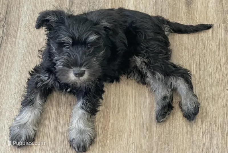 Jasper – Miniature Schnauzer puppy for sale in Johnson, VT