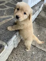Golden Retriever, a female Golden Retriever for sale in Ridgeway, VA – 2 of 2
