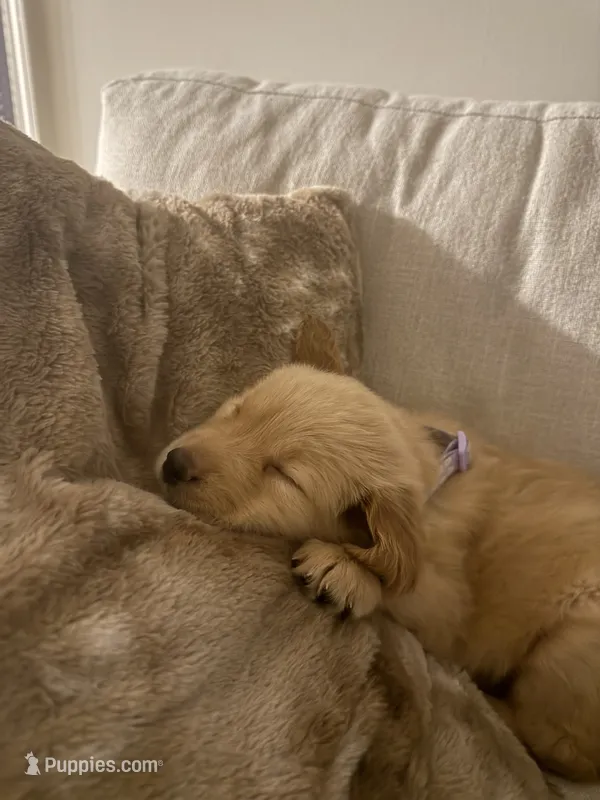 Golden Retriever – Golden Retriever puppy for sale in Ridgeway, VA