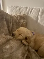Golden Retriever, a female Golden Retriever for sale in Ridgeway, VA – 1 of 2