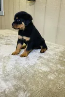 Gemma, a female Rottweiler for sale in Millersburg, OH – 7 of 10