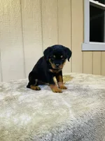 Gemma, a female Rottweiler for sale in Millersburg, OH – 10 of 10