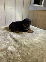 Grace, a female Rottweiler for sale in Millersburg, OH – 7 of 10
