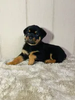 Gus, a male Rottweiler for sale in Millersburg, OH – 5 of 8
