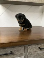 Durango, a male Rottweiler for sale in Millersburg, OH – Photo 8 of 10