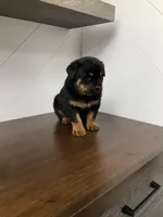 Durango, a male Rottweiler for sale in Millersburg, OH – Photo 5 of 10