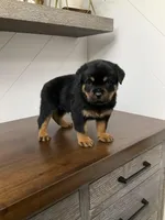 Durango, a male Rottweiler for sale in Millersburg, OH – Photo 7 of 10