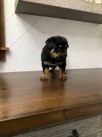 Durango, a male Rottweiler for sale in Millersburg, OH – Photo 1 of 10