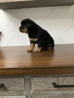 Durango, a male Rottweiler for sale in Millersburg, OH – Photo 6 of 10