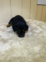 Gypsy, a female Rottweiler for sale in Millersburg, OH – 10 of 10