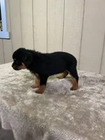 Gus, a male Rottweiler for sale in Millersburg, OH – 8 of 8