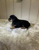 Gia, a female Rottweiler for sale in Millersburg, OH – 4 of 10