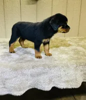 Gemma, a female Rottweiler for sale in Millersburg, OH – 5 of 10