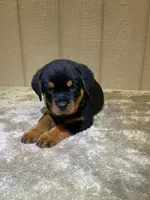 Gemma, a female Rottweiler for sale in Millersburg, OH – 3 of 10