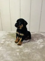 Gunnar, a male Rottweiler for sale in Millersburg, OH – 4 of 9