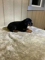Grace, a female Rottweiler for sale in Millersburg, OH – 9 of 10